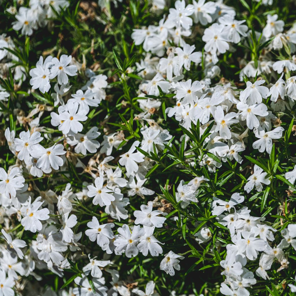 Phlox mousse blanc