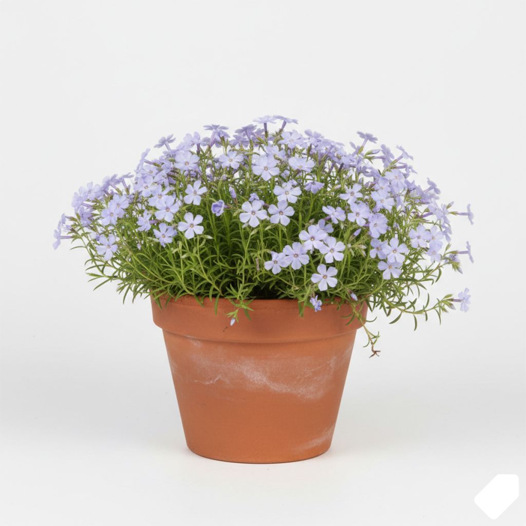 Phlox mousse bleu