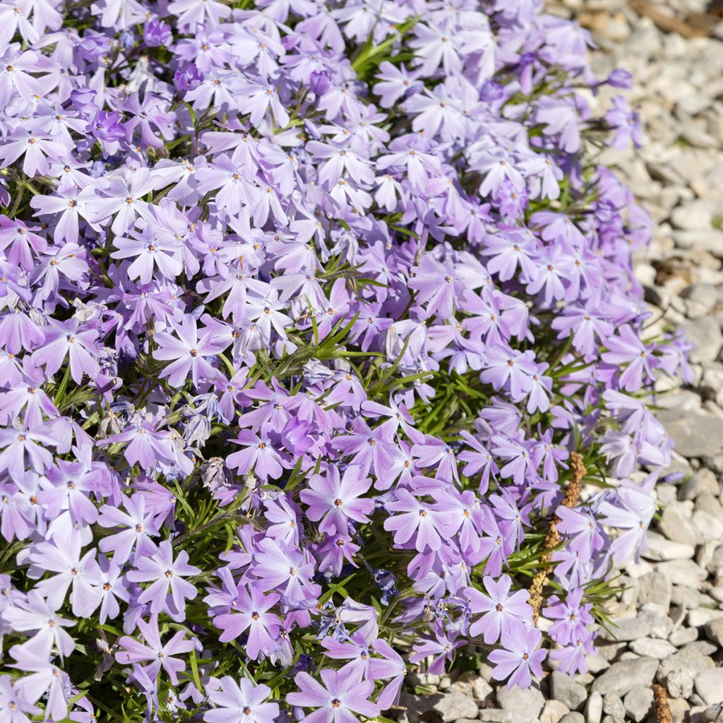 Phlox mousse bleu