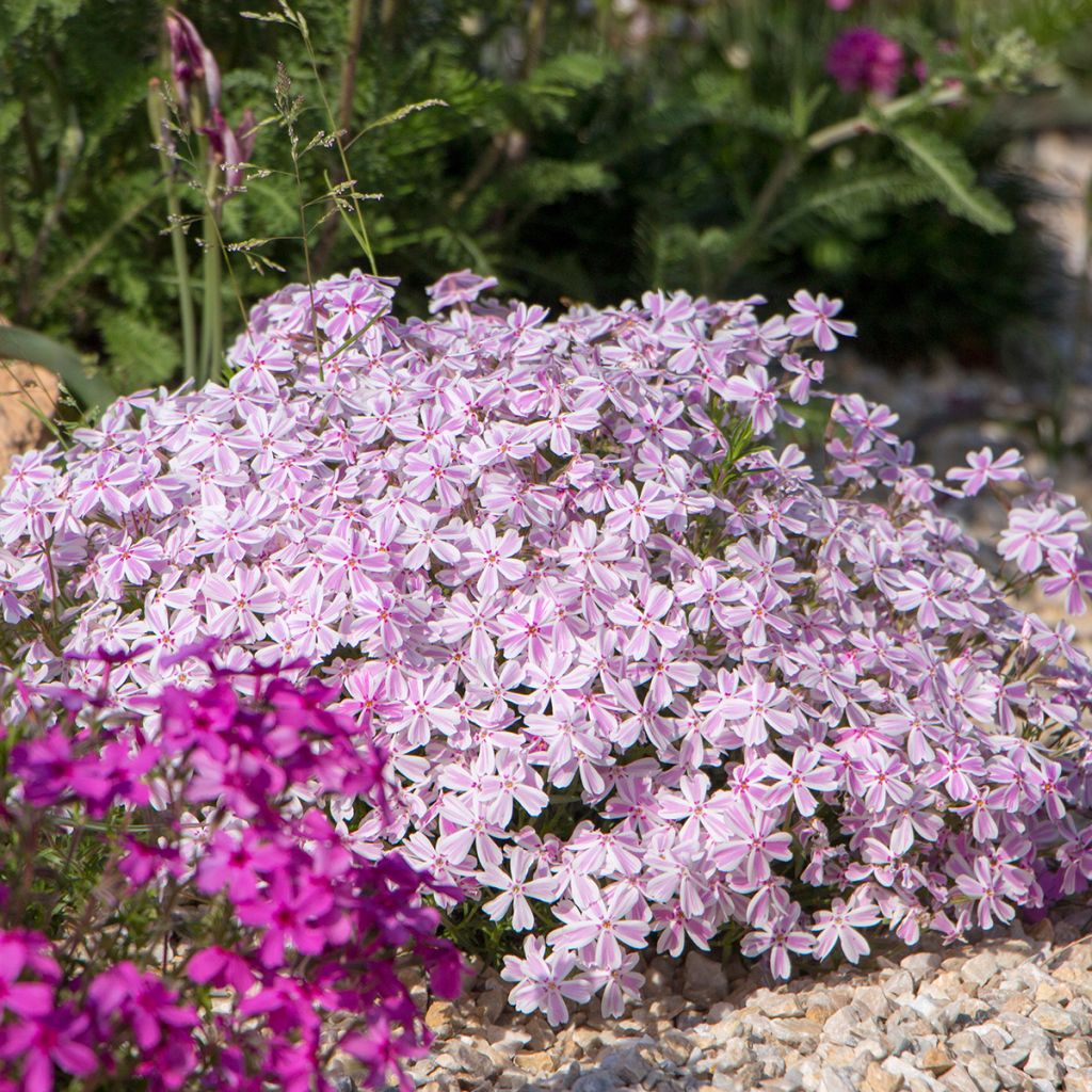 Phlox mousse rose