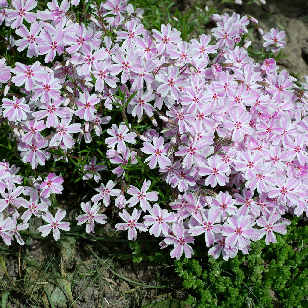 Phlox mousse rose