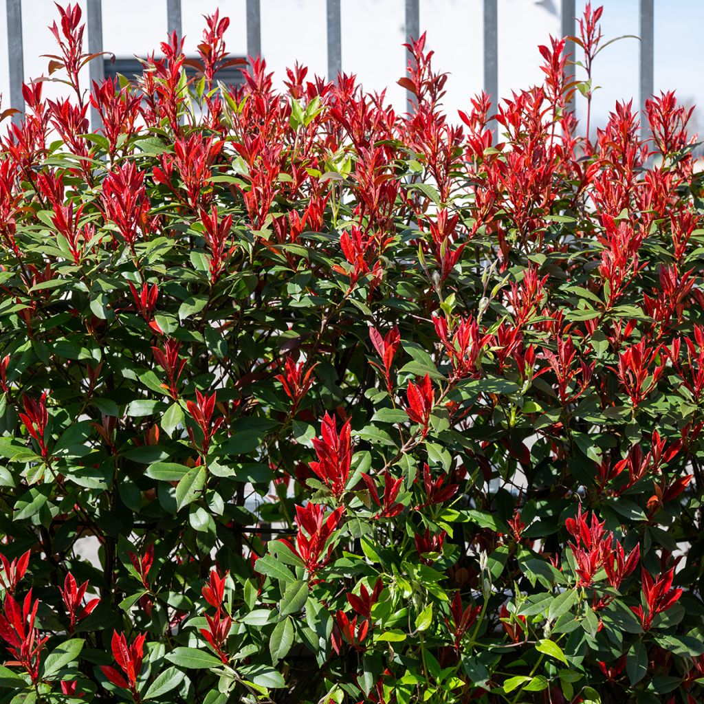 Photinia compact