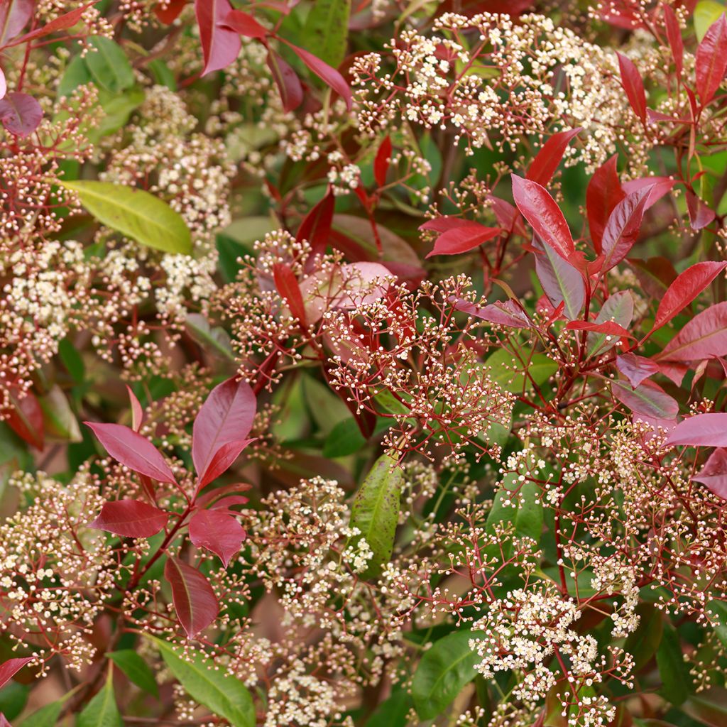 Photinia