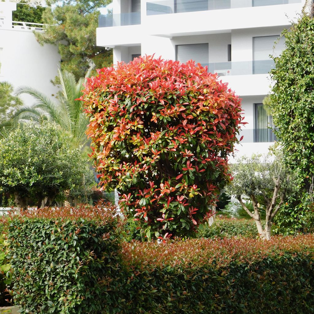 Photinia