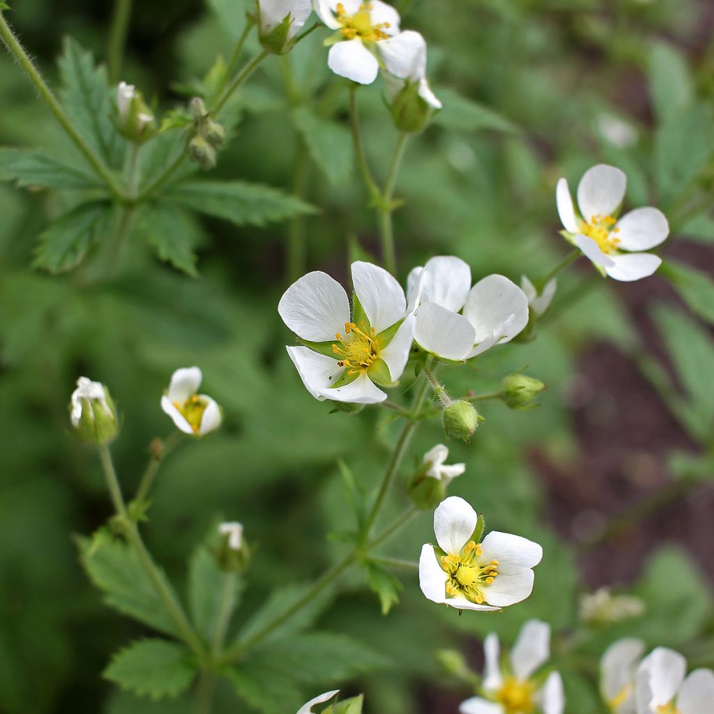 Potentille arbustive blanche