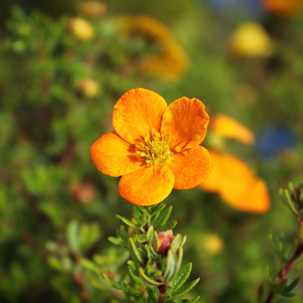 Potentille arbustive orange