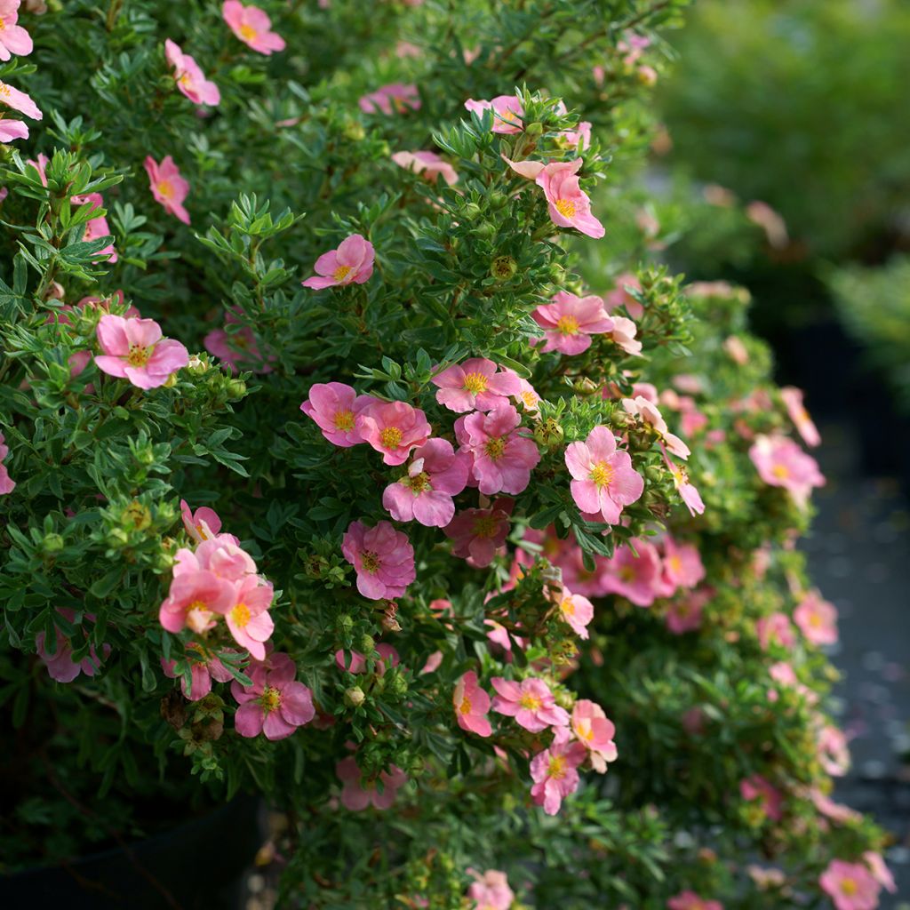 Potentille arbustive rose