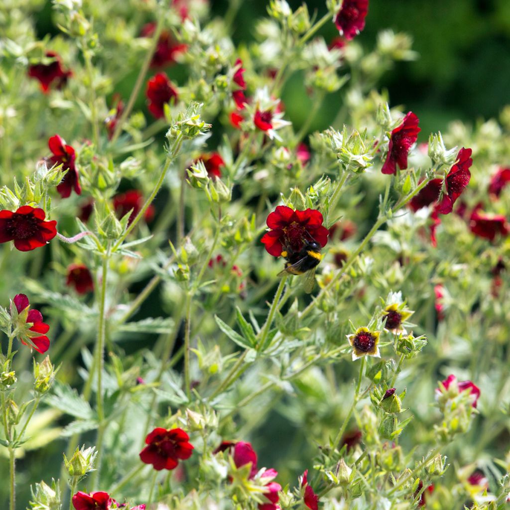 Potentille rouge