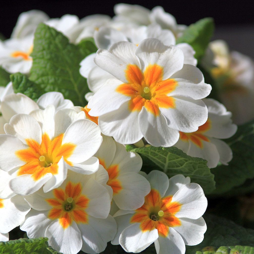 Primevère blanche