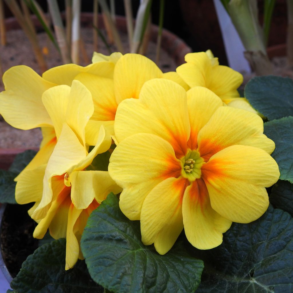 Primevère jaune