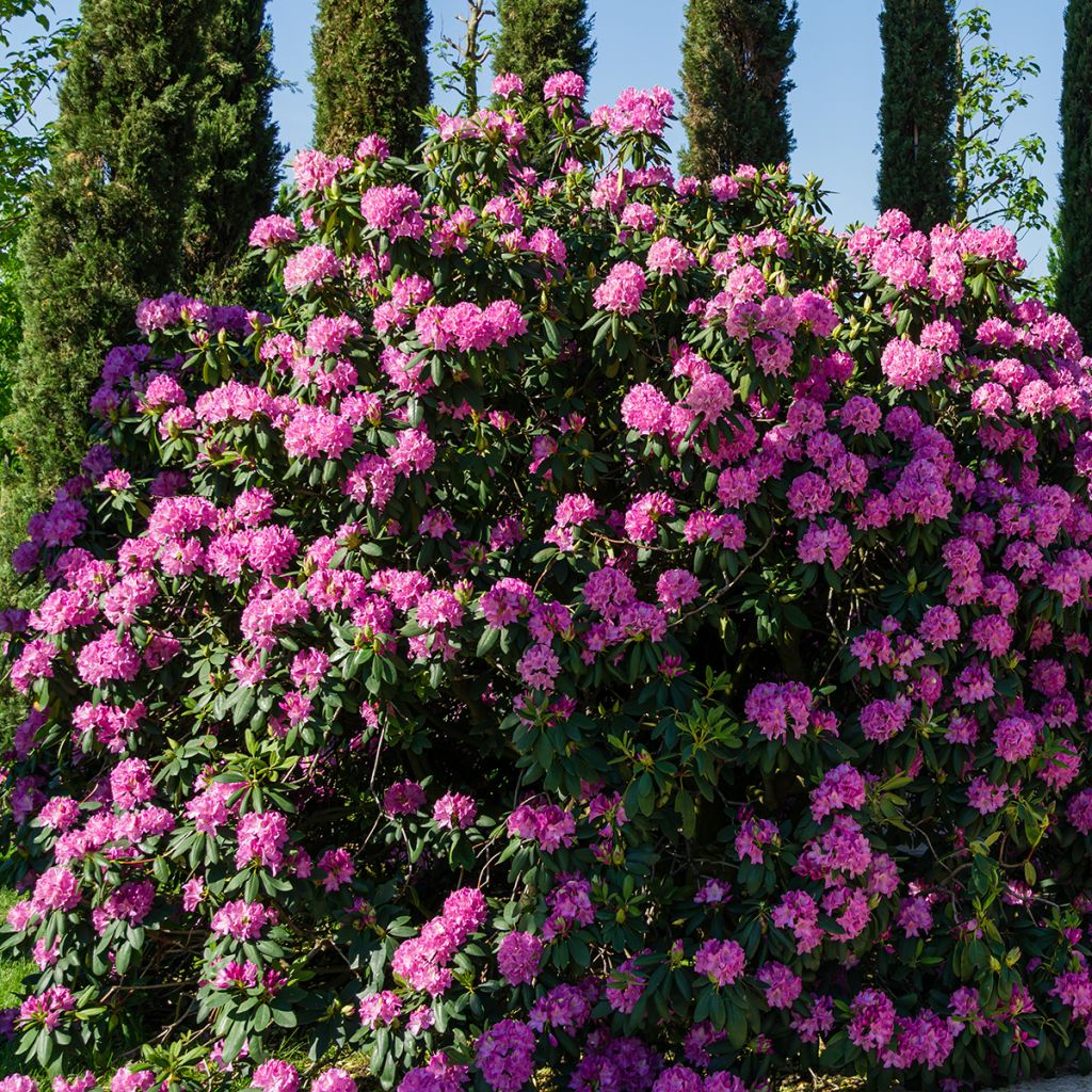 Rhododendron mauve