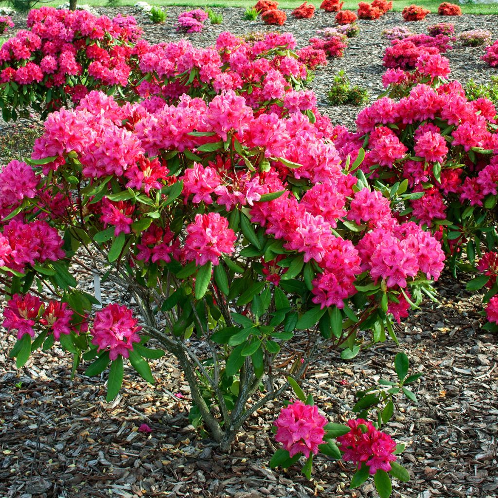 Rhododendron rouge