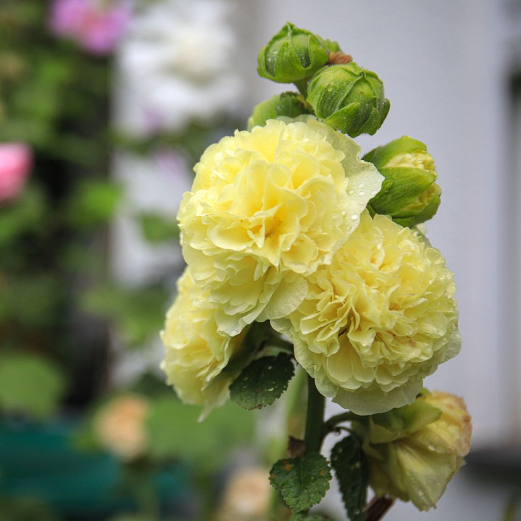 Rose trémière jaune