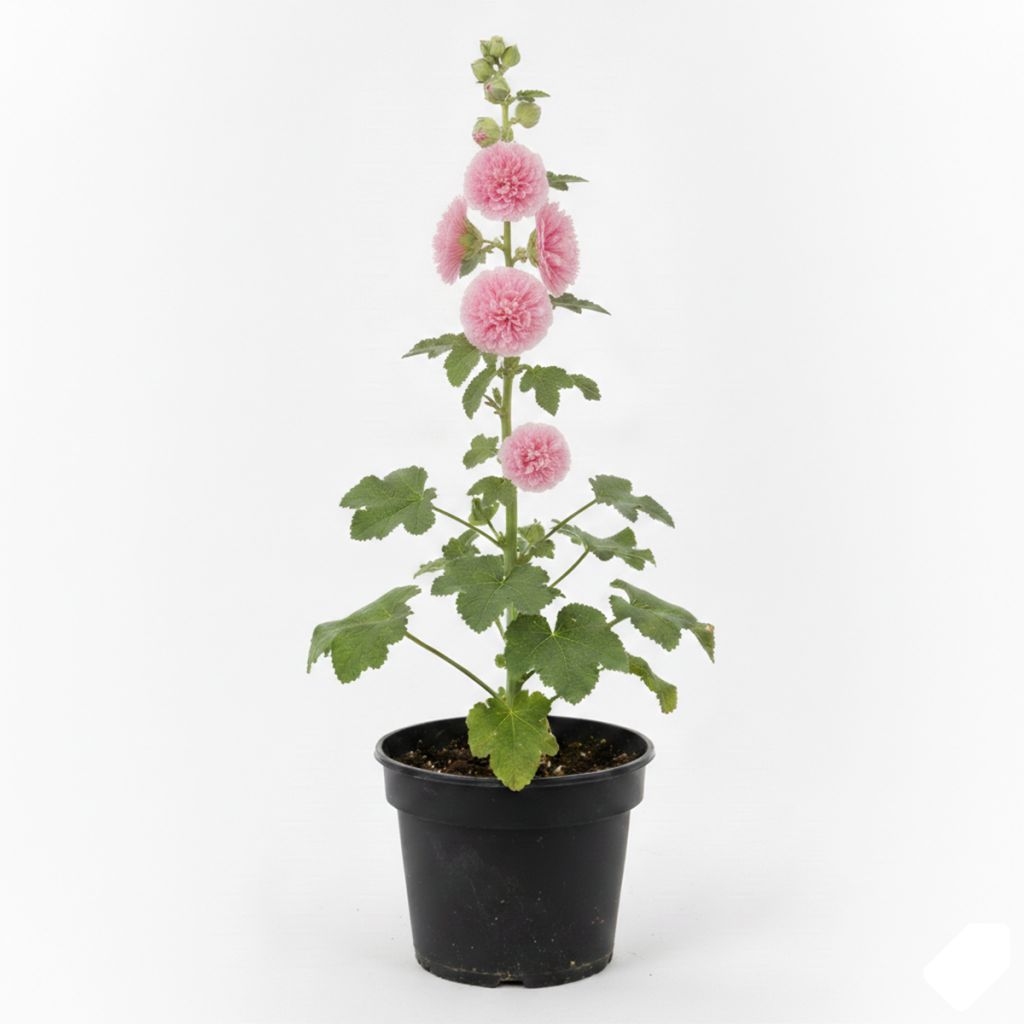 Rose trémière rose