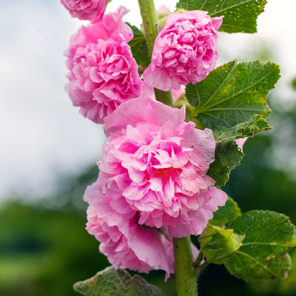 Rose trémière rose