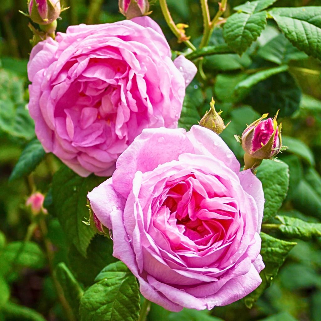 Rosier ancien à fleurs roses