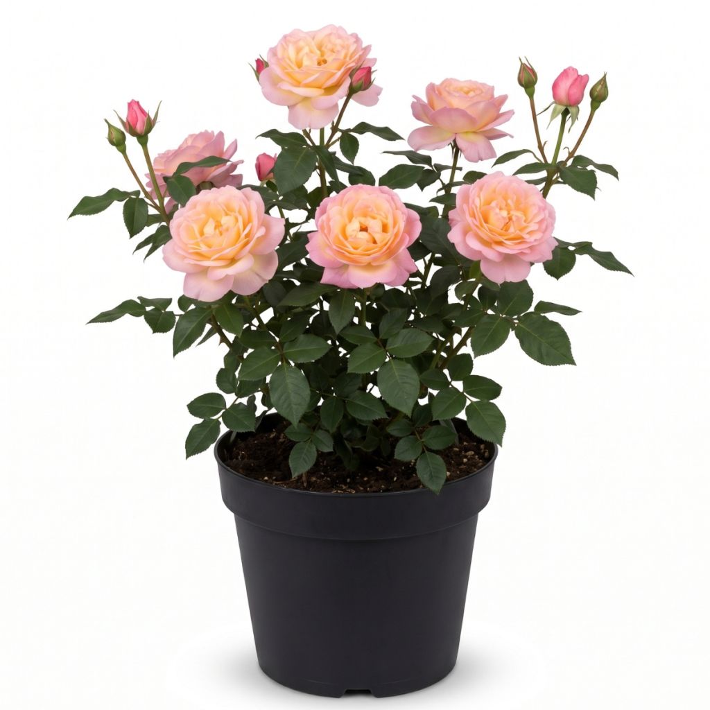Rosier buisson à grandes fleurs bicolores jaune et rose