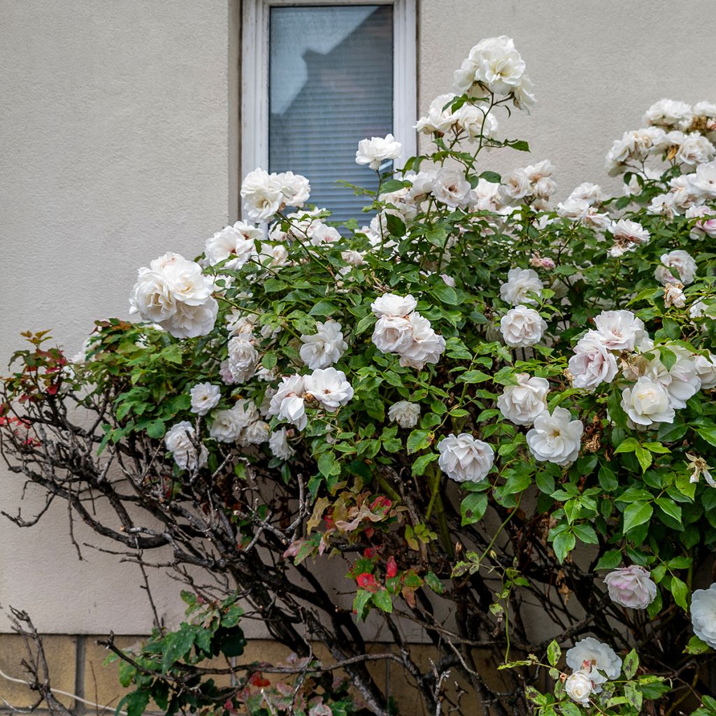 Rosier à fleurs doubles blanc