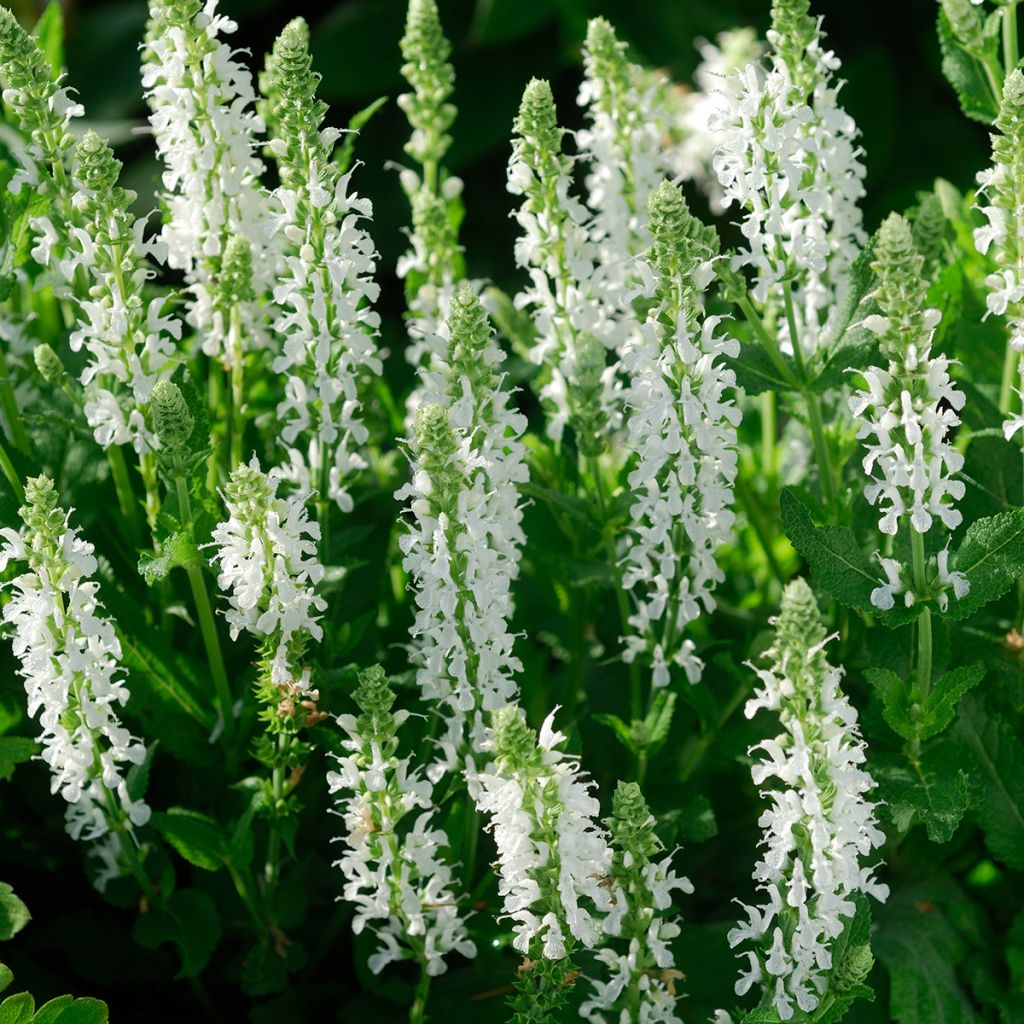 Sauge blanche