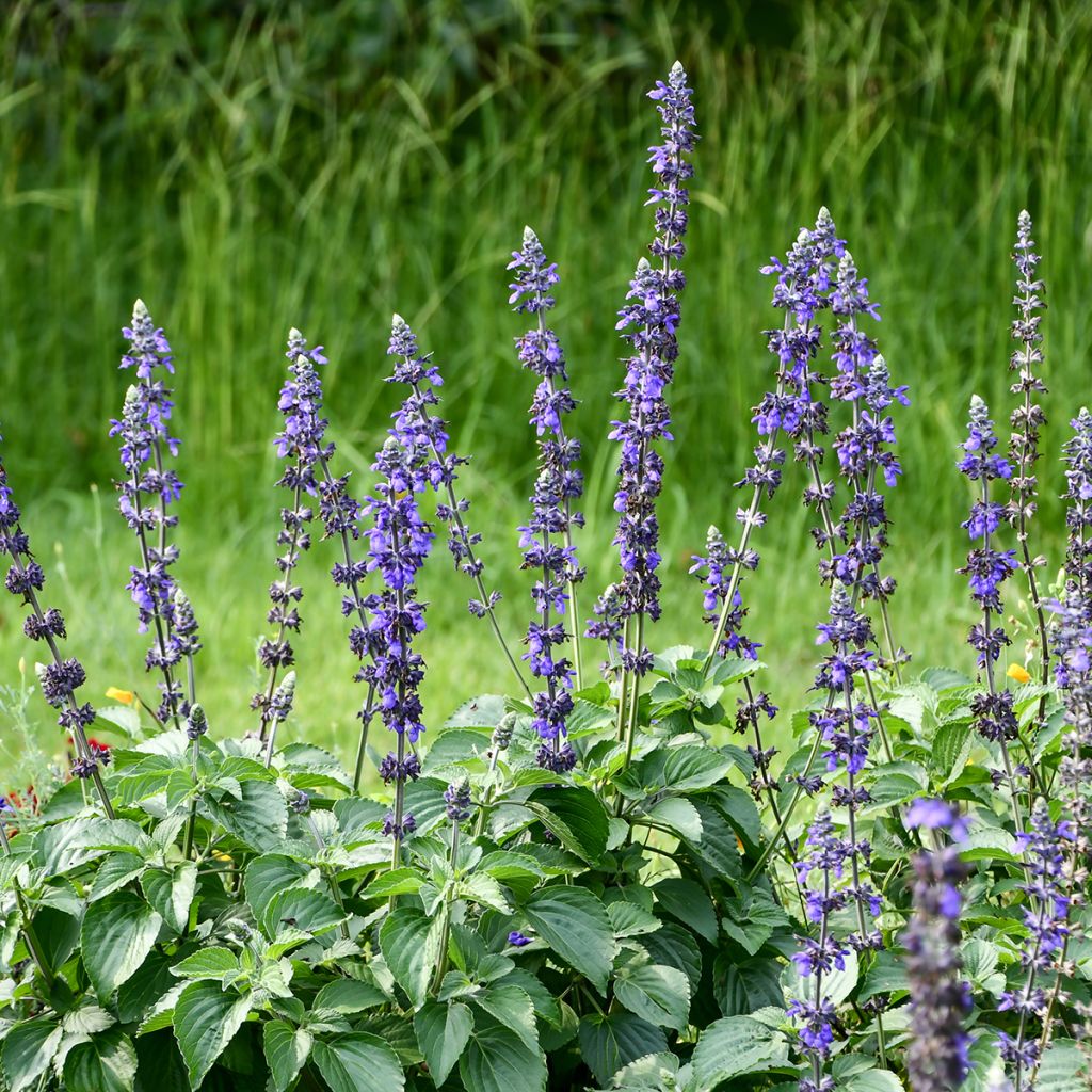 Sauge bleue