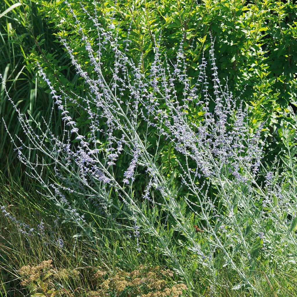 Sauge d'Afghanistan