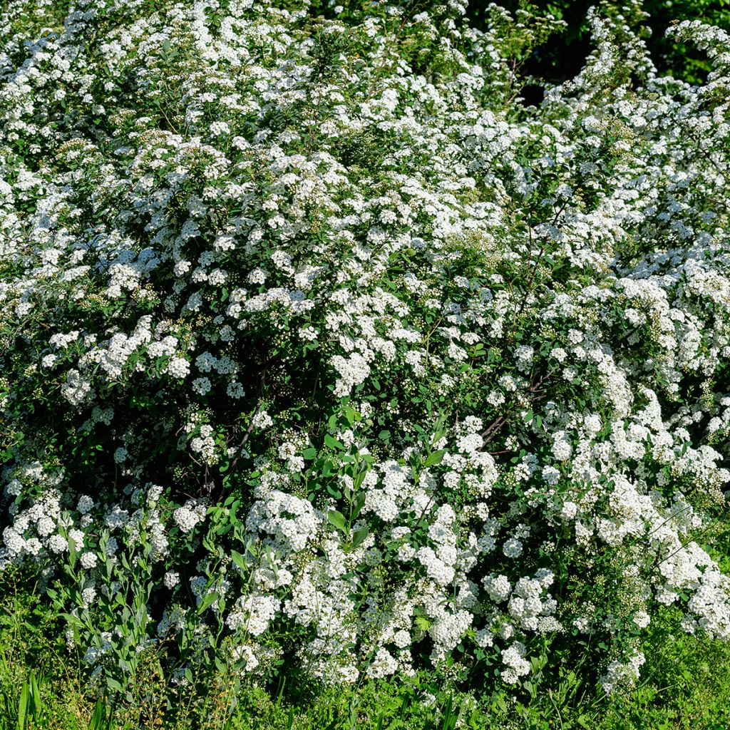 Spirée blanche
