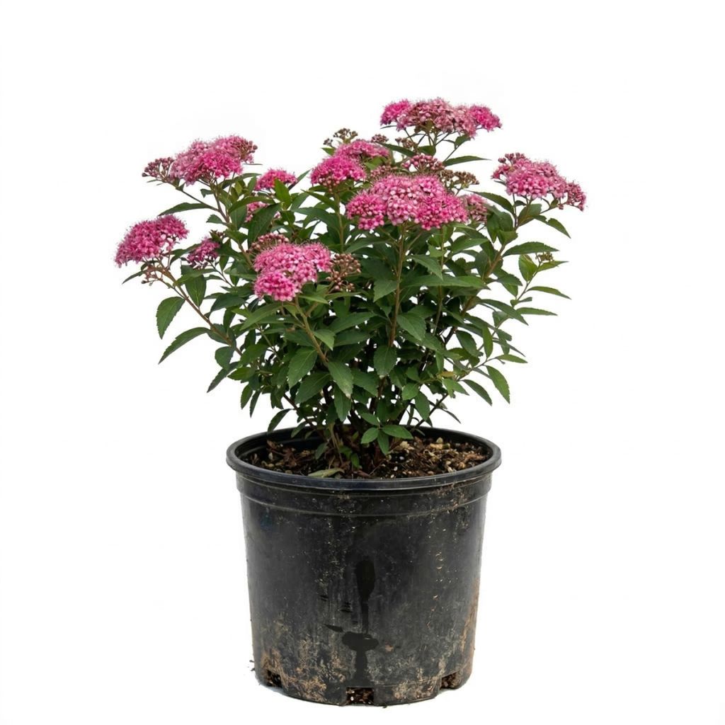 Spirée rose