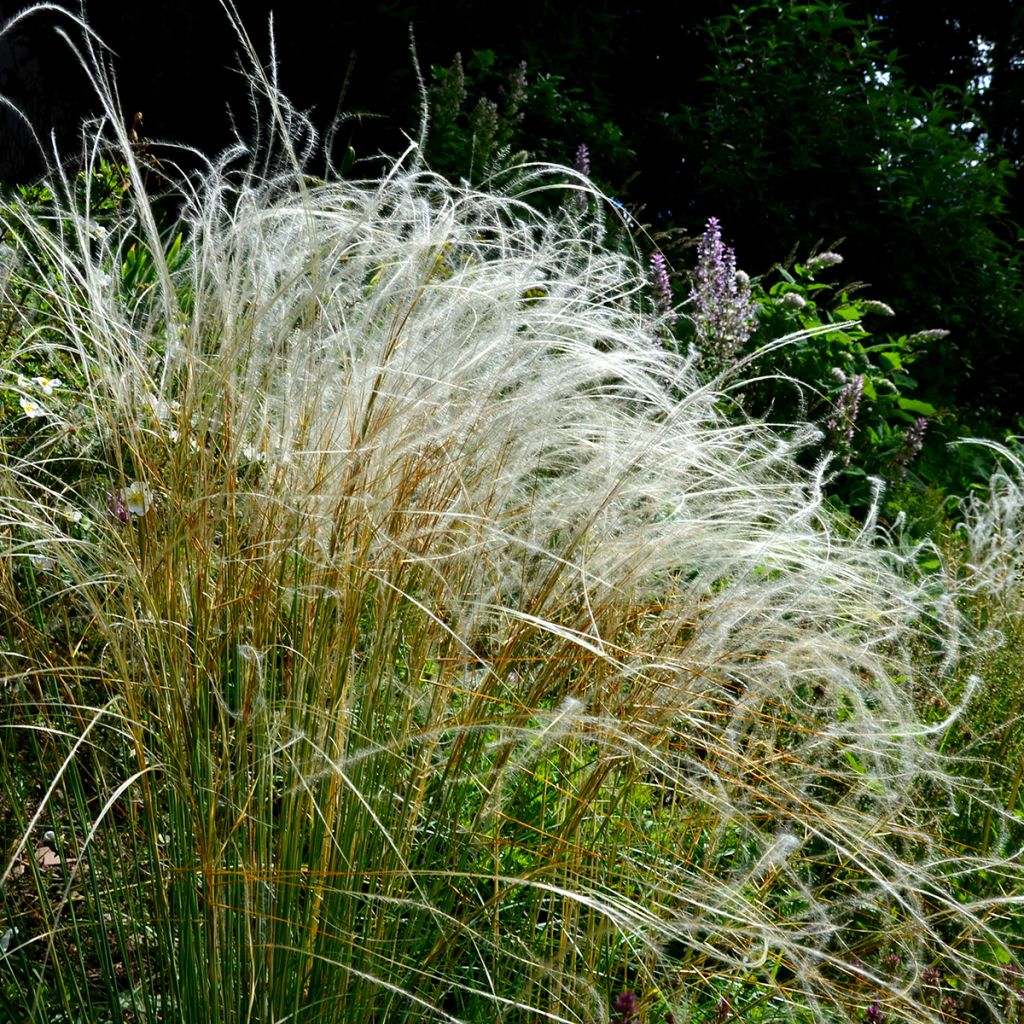 Stipa blanc