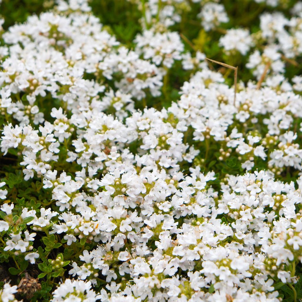 Thym blanc