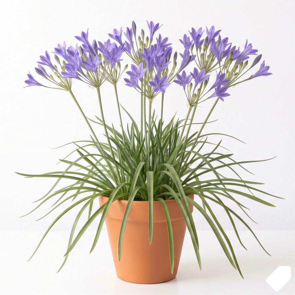 Triteleia