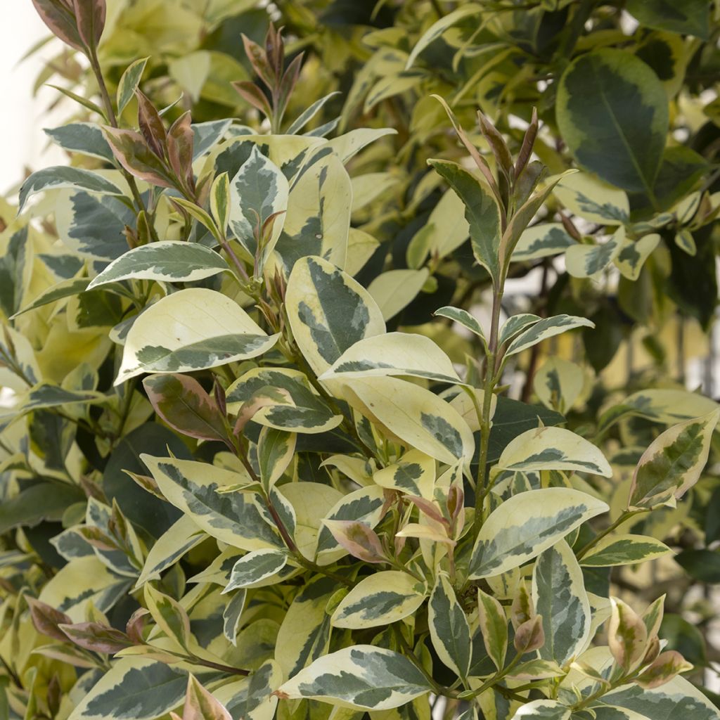 Troène panaché