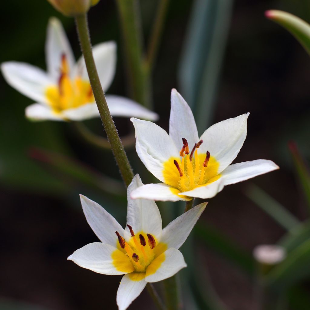 Tulipe du Turkestan