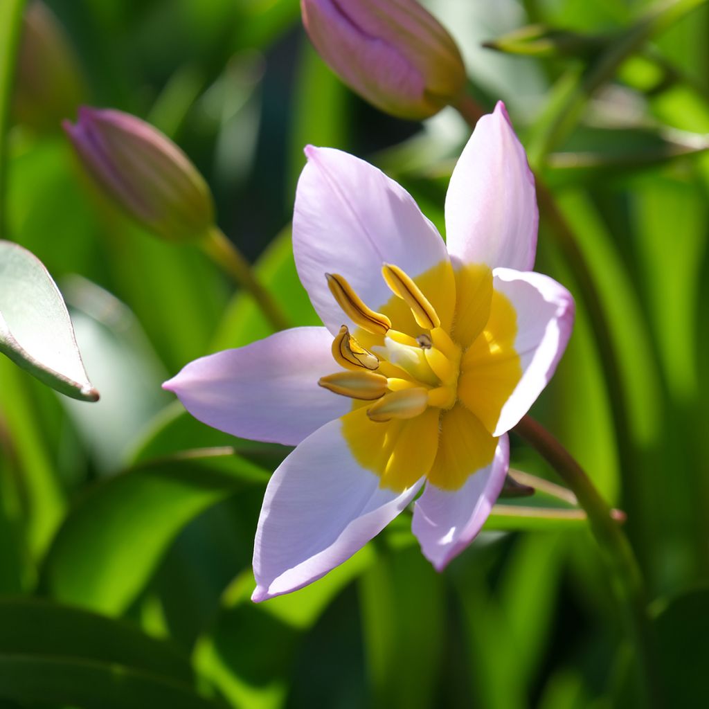 Tulipe de Crète