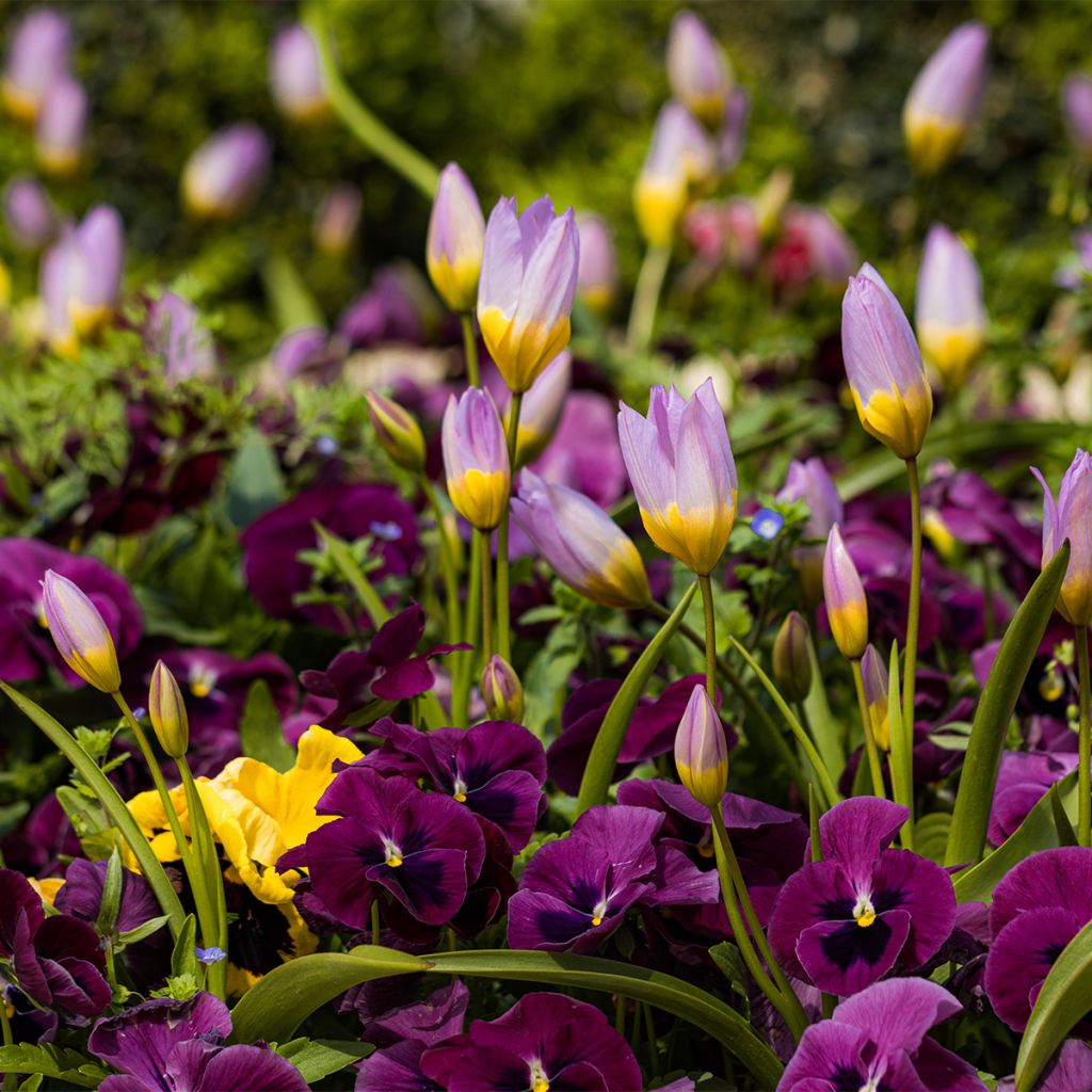Tulipe de Crète