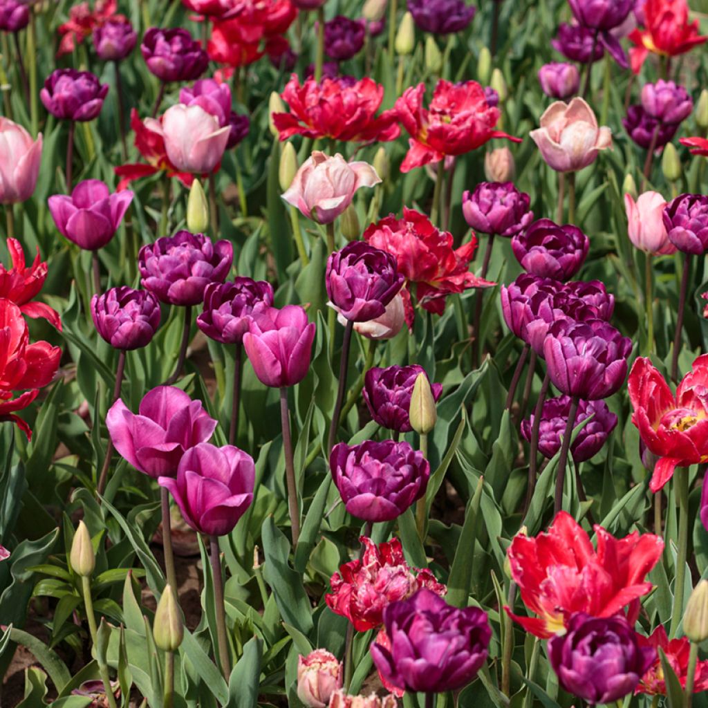 Tulipe double en mélange