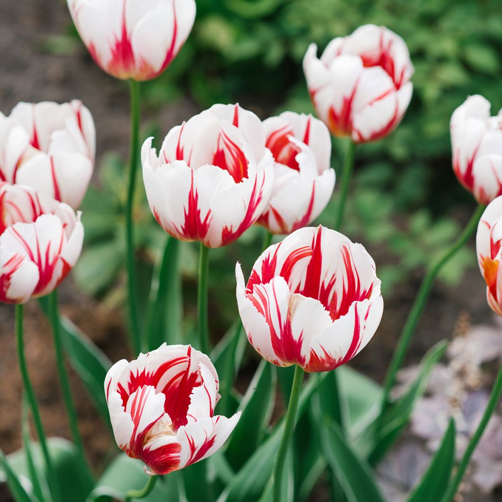 Tulipe à longue tige rouge-blanc