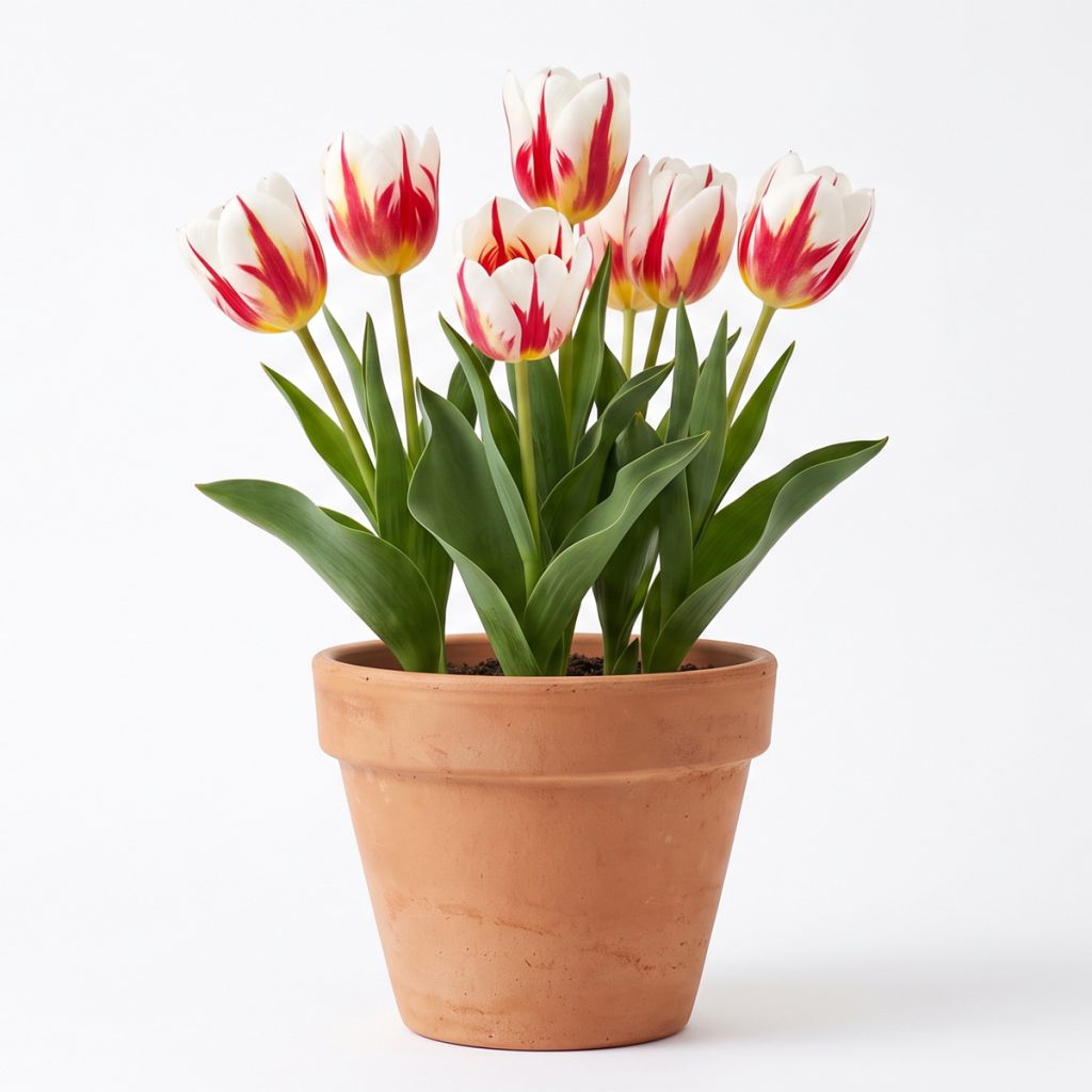 Tulipe à tige courte rouge-blanc