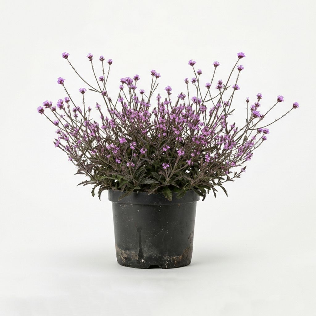 Verveine sauvage mauve