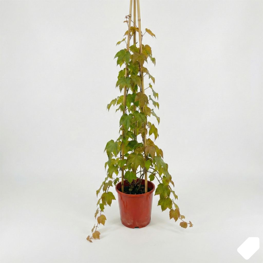 Vigne vierge