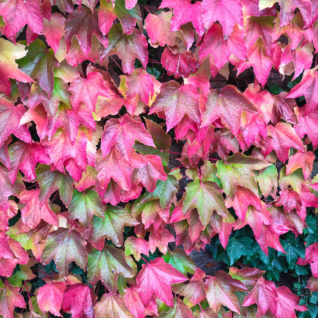 Vigne vierge à cinq feuilles