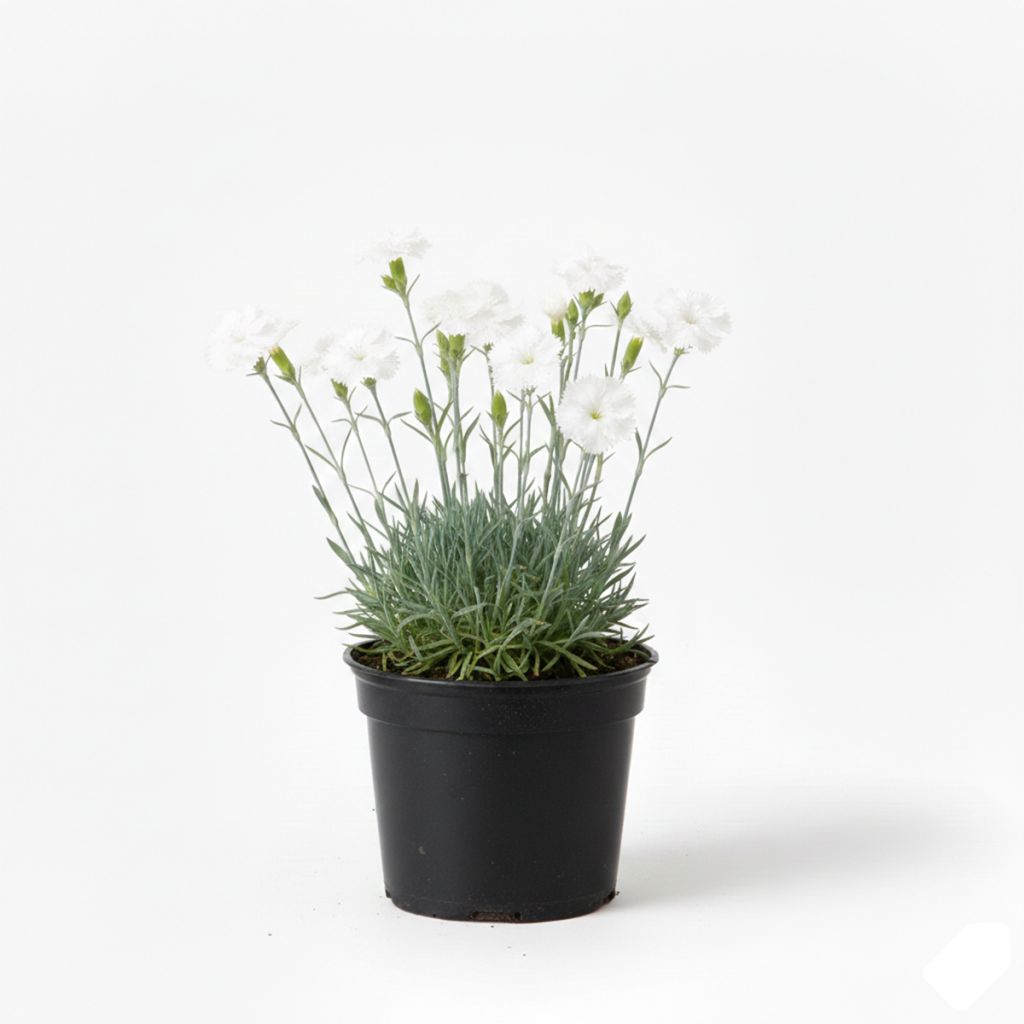 Œillet blanc