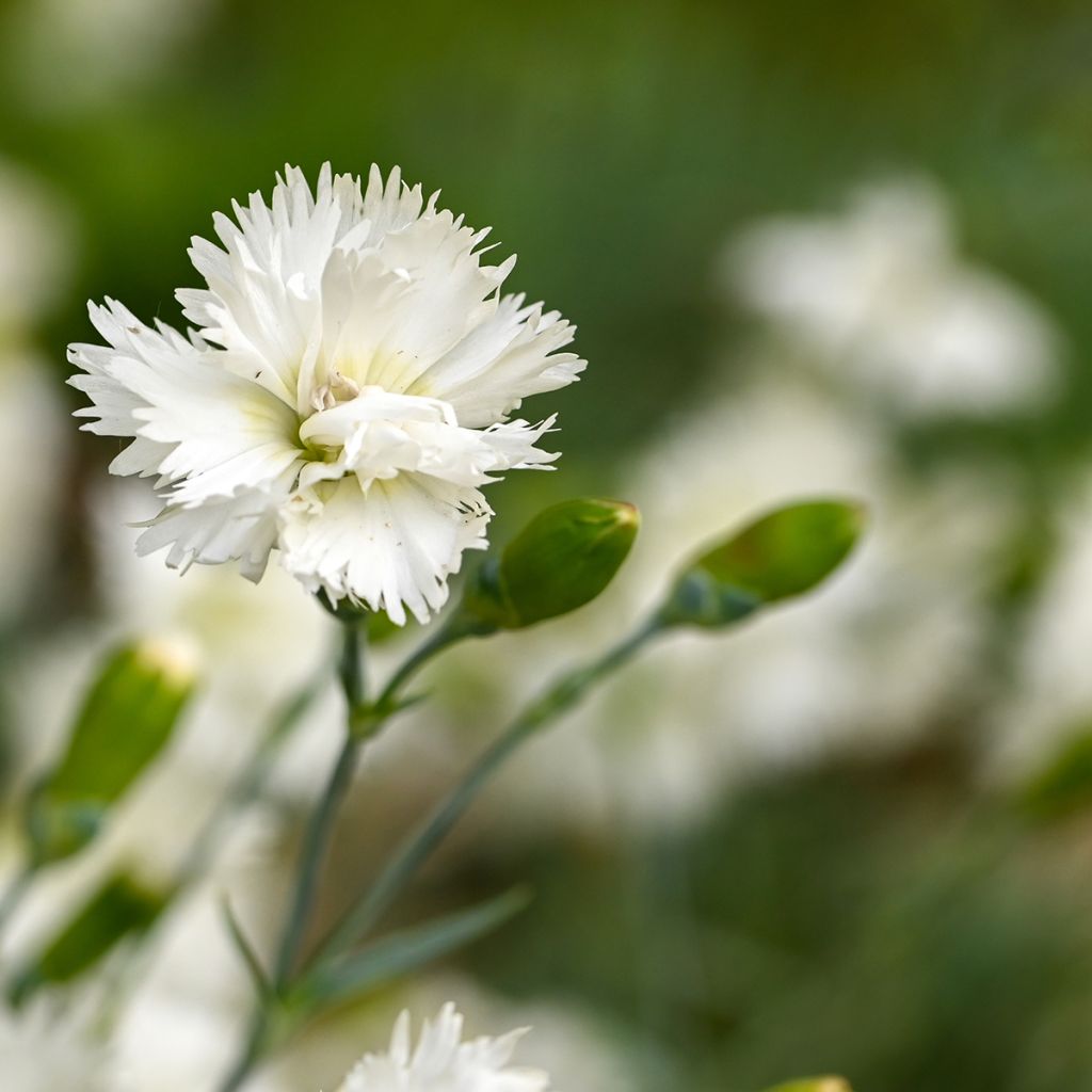Œillet blanc