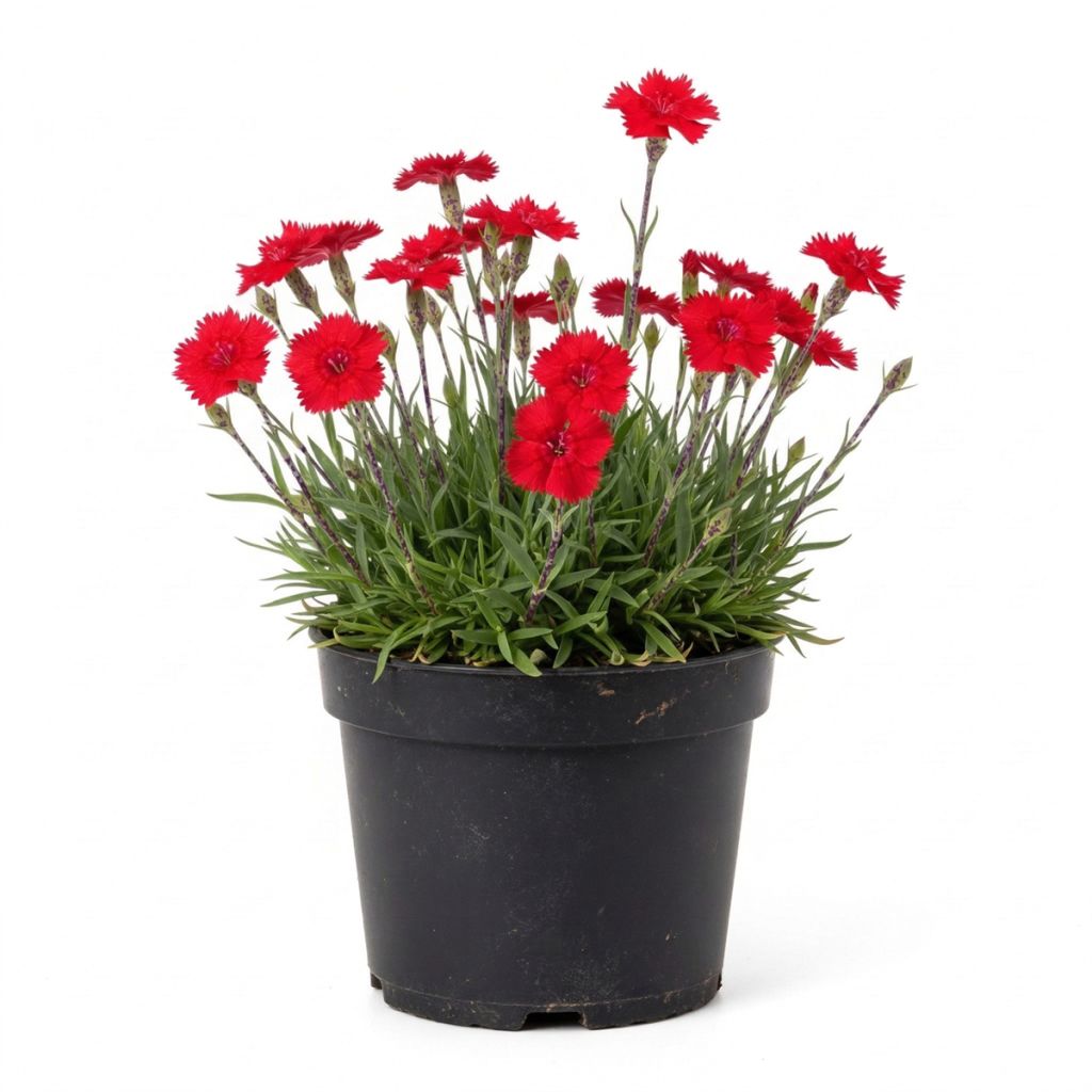 Œillet rouge