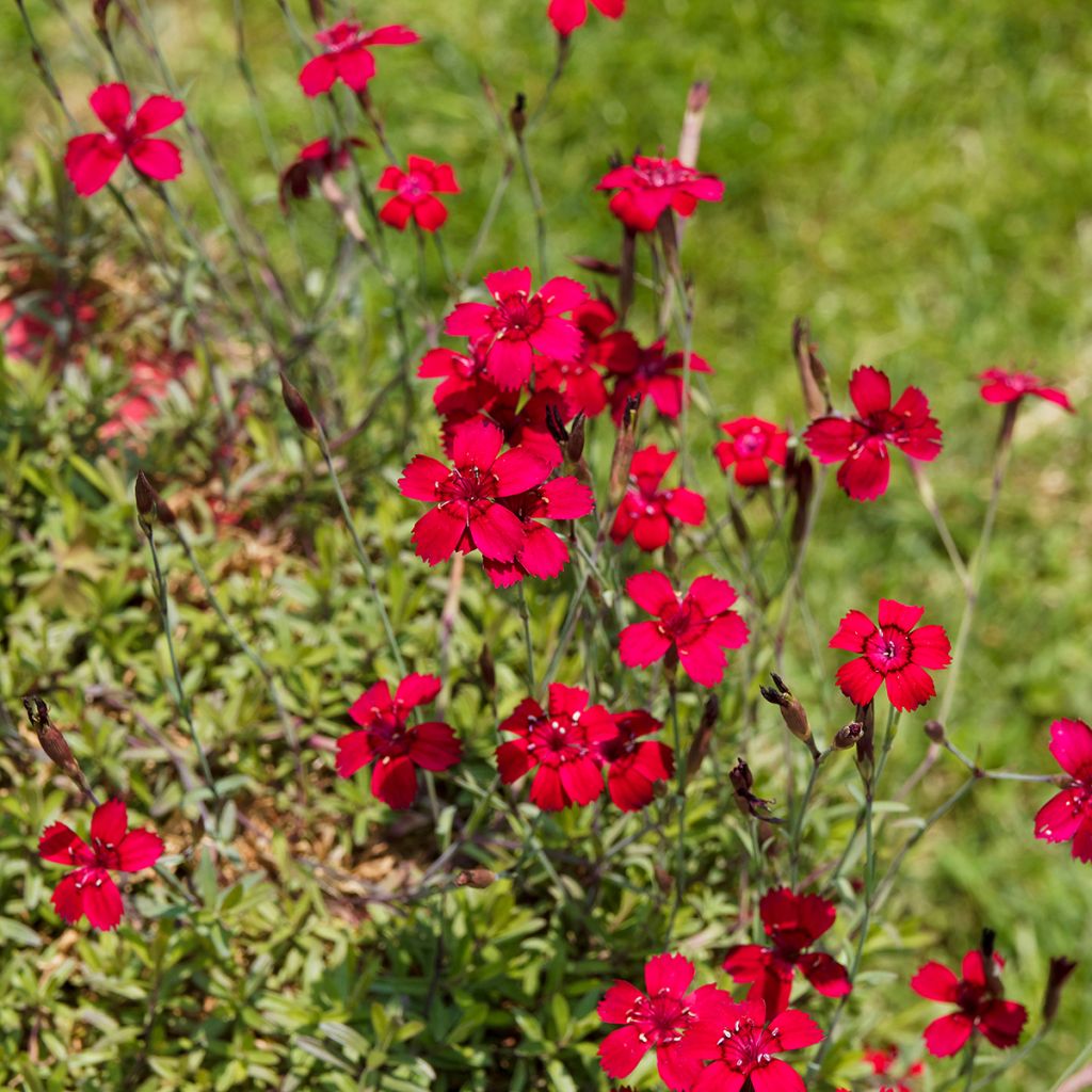 Œillet rouge