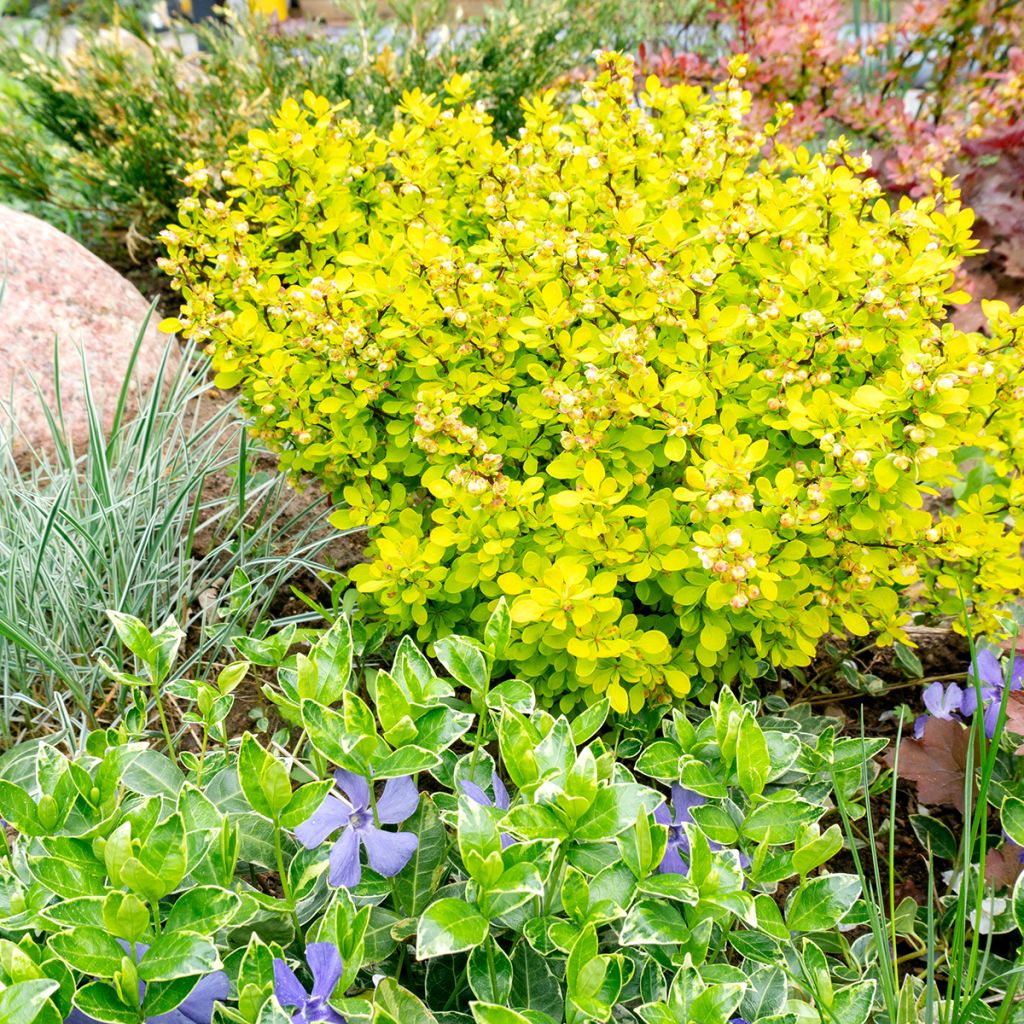 Épine-vinette à feuilles jaune doré