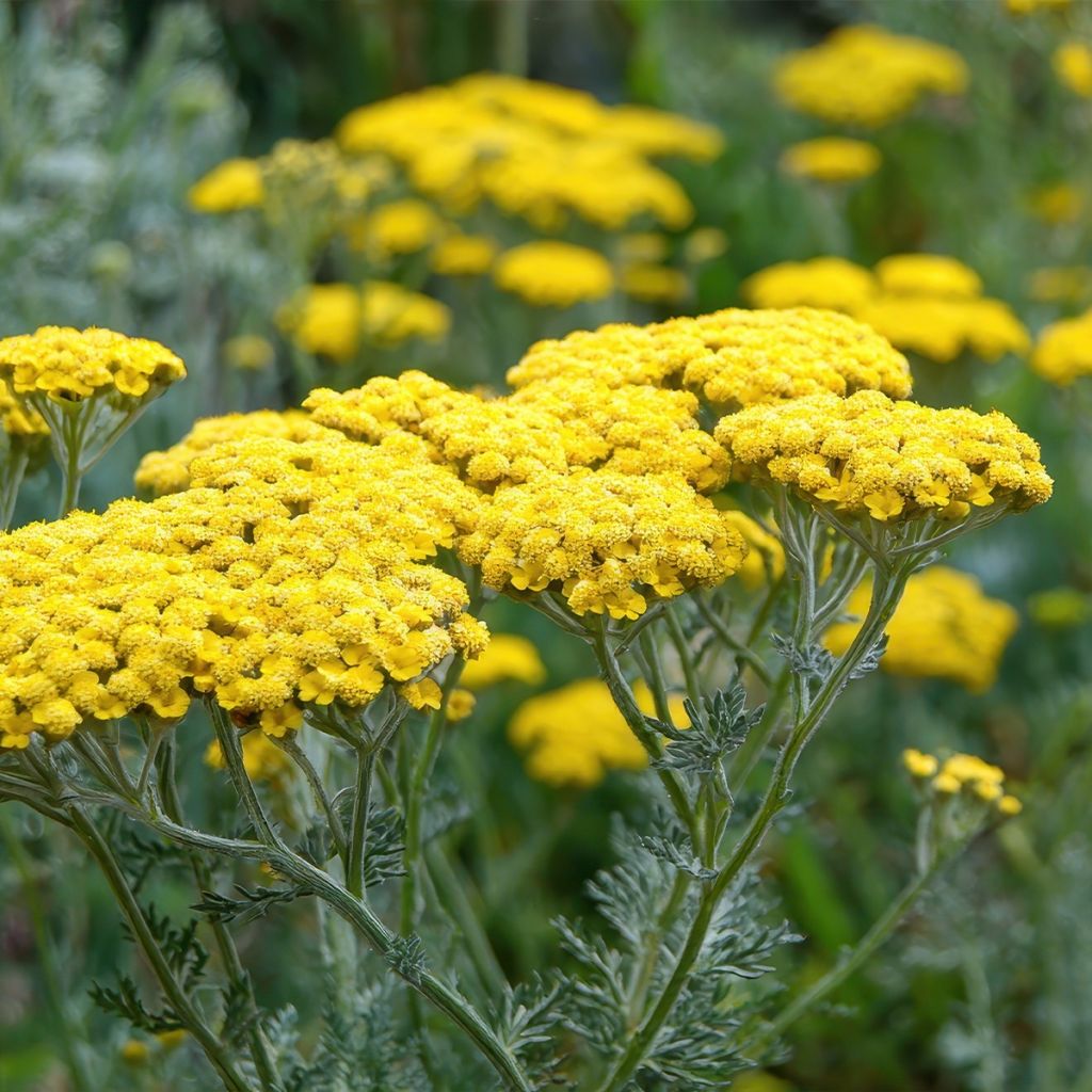 Achillée jaune