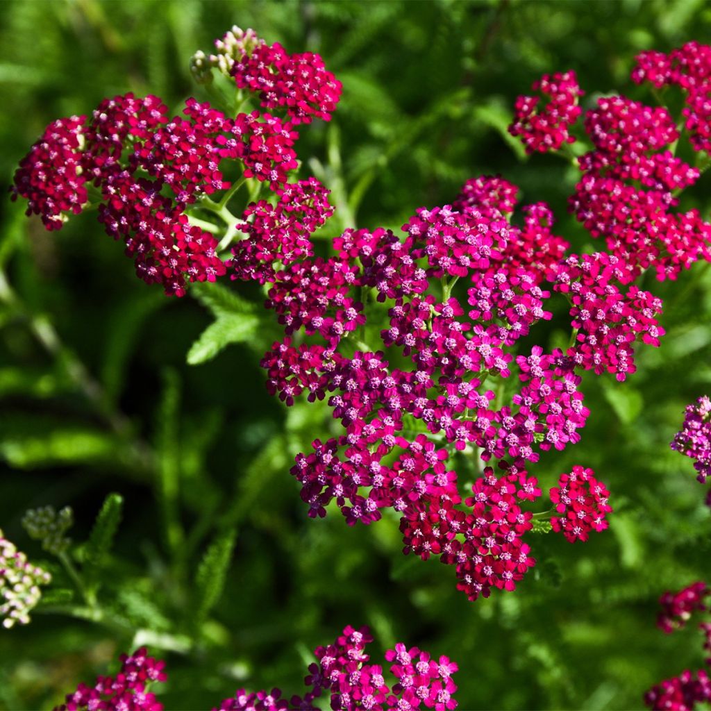 Achillée rose