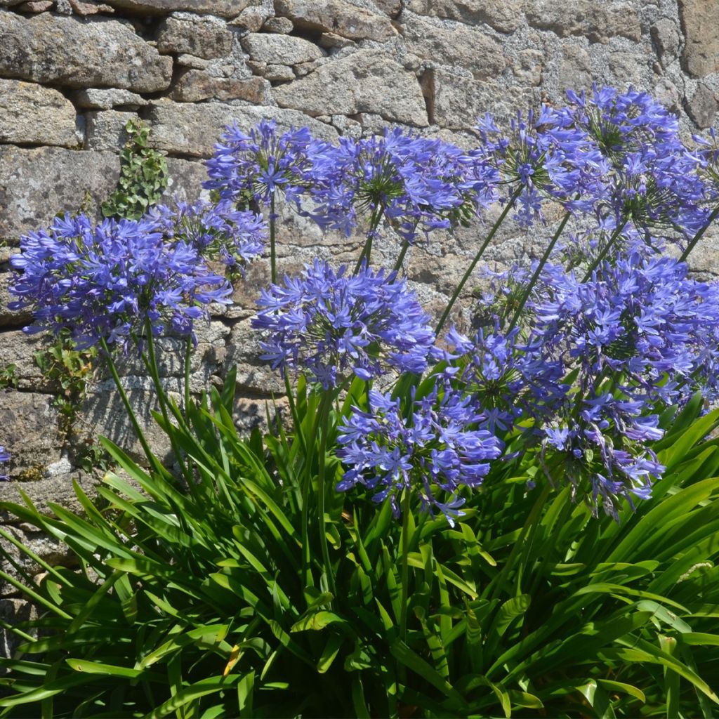 Agapanthe bleue