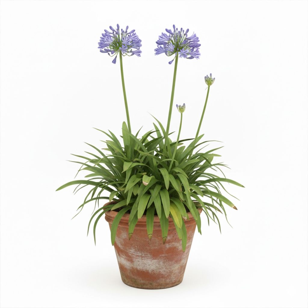 Agapanthe bleue