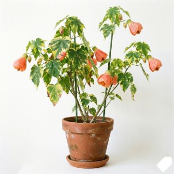 Abutilon panaché saumon